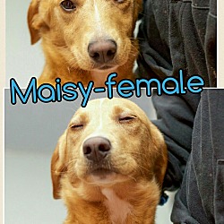 Thumbnail photo of Maisy (REDUCED FEE!) #2