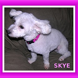 Thumbnail photo of Adopted!! Skye-IL #2