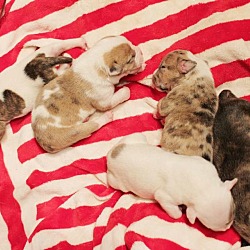 Thumbnail photo of Beas's puppies #3