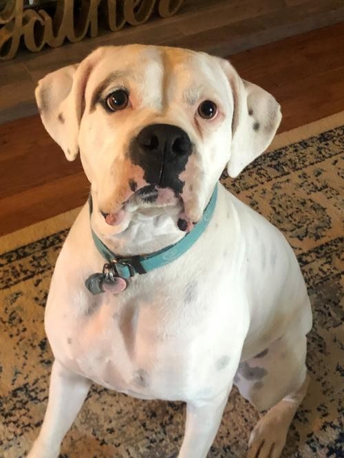 Adopt Debbie a White Boxer / Mixed dog in Phoenix, AZ (28277029 ...