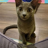adopt a pet