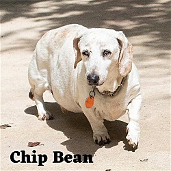 Thumbnail photo of Chip Bean + #2