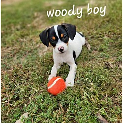 Thumbnail photo of Woody #2