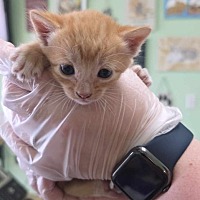 adopt a pet