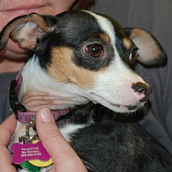 Thumbnail photo of Pepper~ADOPTED! #2