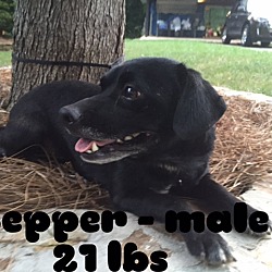 Thumbnail photo of Stepper #3