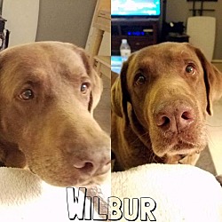 Thumbnail photo of Wilbur #3