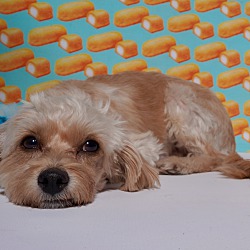 Thumbnail photo of Twinkie #4