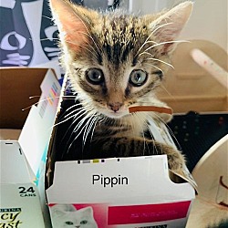 Photo of Petunia's Pippi KITTEN