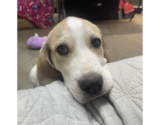 NewPort, VT - Great Pyrenees/Bloodhound. Meet Griffin a Pet for ...