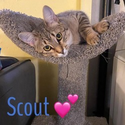 Photo of Scout