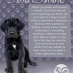 Photo of Foster Homes Needed