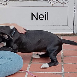 Thumbnail photo of Neil #1