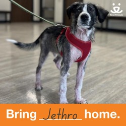 Thumbnail photo of Jethro #3