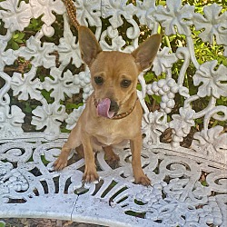 Thumbnail photo of Oliver the Chihuahua Mix #3