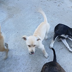 Thumbnail photo of Chief, lady, Nala, colonel,charlene #3