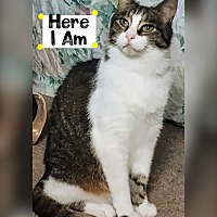 adopt a pet