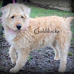 Thumbnail photo of Goldilocks~adopted! #1