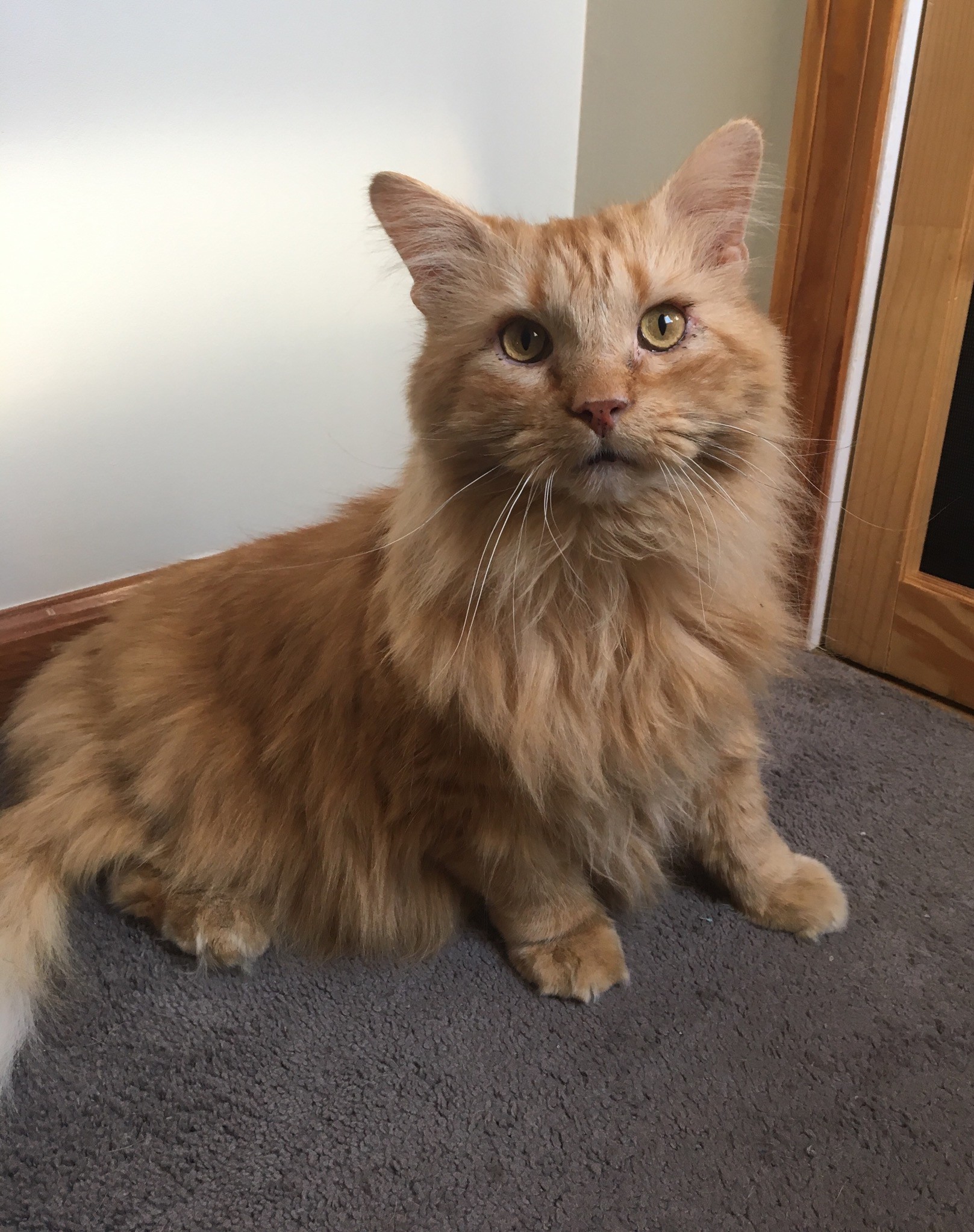 Adopt Mufasa A Orange Or Red Maine Coon (long Coat) Cat In Plainville