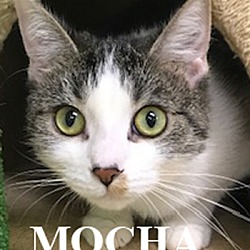 Photo of Mocha