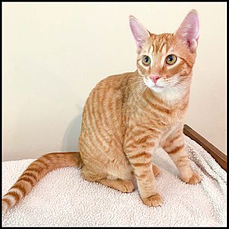 Home - All About Cats Rescue & Adoption - Roswell, GA