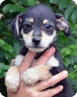 23+ Wire Haired Fox Terrier Chihuahua Mix