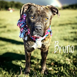 Thumbnail photo of Bruno #3