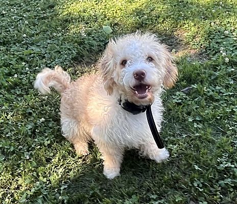 Nashville, TN - Cockapoo. Meet Emmett a Pet for Adoption - AdoptaPet.com