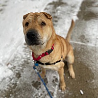 adopt a pet