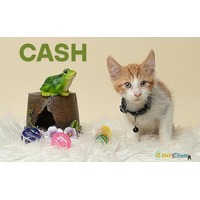 adopt a pet