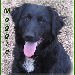 Thumbnail photo of Maggie- Adoption Pending #2