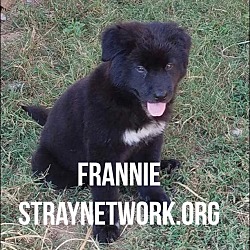 Thumbnail photo of Frannie #1