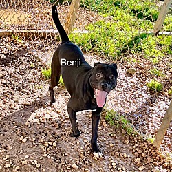Thumbnail photo of Benji #4