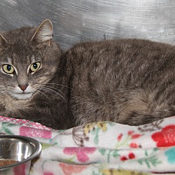 Photo of Meredith (Spayed)