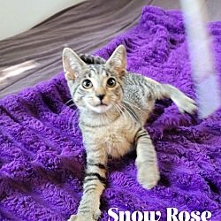 Thumbnail photo of Snow Rose #4