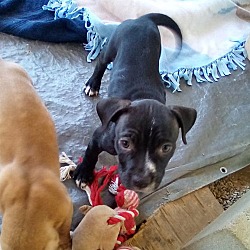 Thumbnail photo of Gamora - 1 of 3 pups in foster #4