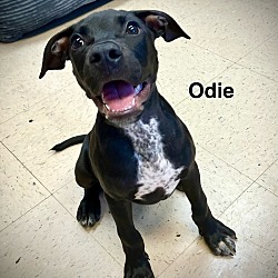 Thumbnail photo of Odie - brother of Opal #1