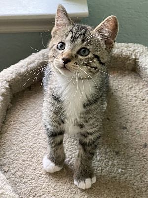 Keller, TX - Tabby. Meet Reggie a Pet for Adoption - AdoptaPet.com