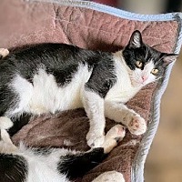 adopt-pet