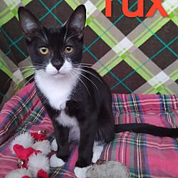Thumbnail photo of Tux #1