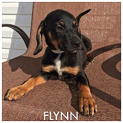 Thumbnail photo of Flynn #2