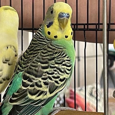 FREEPORT, FL - Parakeet - Other. Meet Guava a Pet for Adoption ...