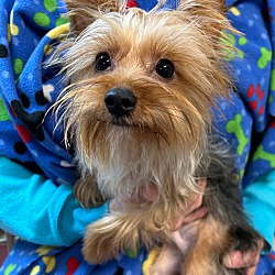 Bartonsville, PA - Yorkie, Yorkshire Terrier. Meet Rambo a Pet for ...