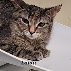 Photo of Lanai