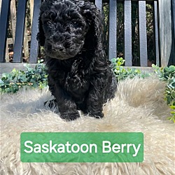 Thumbnail photo of Saskatoon Berry SS D2024 RI #2