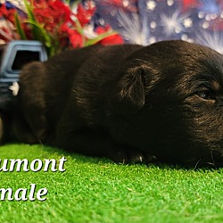 Thumbnail photo of Beaumont pending adoption #1