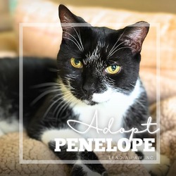 Thumbnail photo of Penelope #2