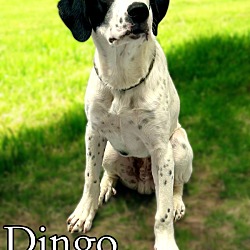 Thumbnail photo of Dingo #1