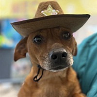 adopt a pet