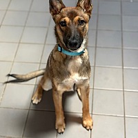 adopt a pet